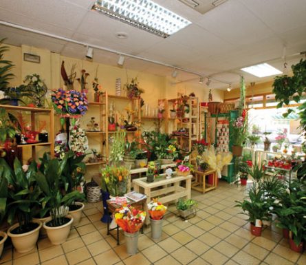 FLORISTERIA JAZMIN